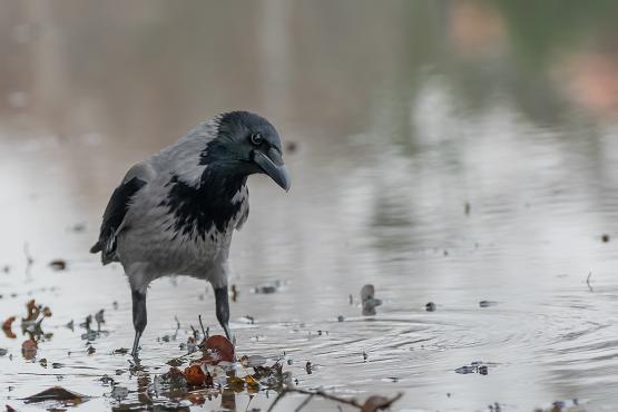 Wrona siwa (Corvus corone) może poszczycić się rozpiętością skrzydeł dochodzącą do jednego metra