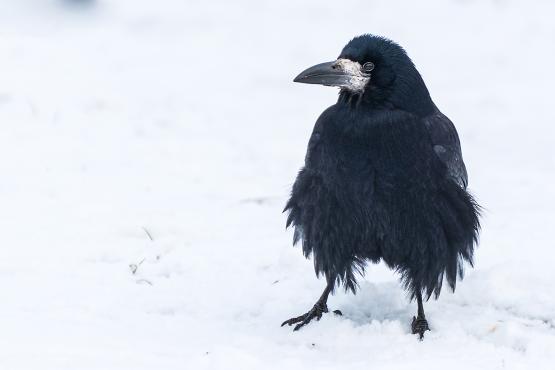 Gawron, gapa (Corvus frugilegus) jest bardzo mądrym ptakiem, potrafi korzystać z narzędzi oraz rozwiązywać łamigłówki przygotowywane mu przez życie i naukowców 