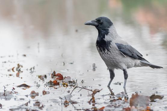 Wrona siwa (Corvus corone) ze względu na rozsmakowanie się w padlinie, w naszej kulturze kojarzona jest ze śmiercią i plagami