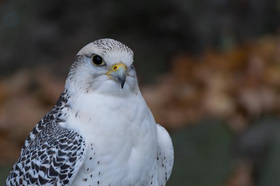 Raróg górski (Falco biarmicus) w mitologii Słowian nazywany jest ognistym ptakiem i towarzyszy Swarogowi,  Panu Nieba, Słońca i Ognia, zdjęcie wykonane w Leśnym Parku Niespodzianek w Ustroniu