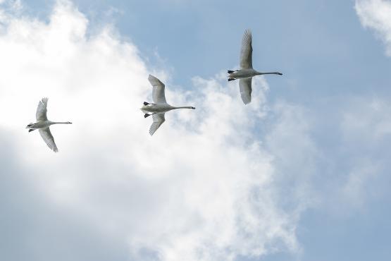 Łabędzie  nieme (Cygnus olor), to jedne z najcięższych latających ptaków... za to jak już polecą to potrafią osiągnąć prędkość 96 kilometrów na godzinę