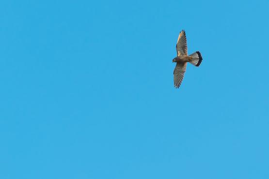 Pustułka zwyczajna (Falco tinnunculus), prawie jedna trzecia z nich postanowiła zamieszkać blisko ludzi