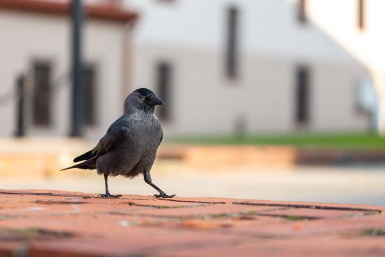 Kawka zwyczajna (Corvus monedula) ma dobrą pamięć, jeśli kogoś nie polubi to przy każdym spotkaniu mu o tym przypomni