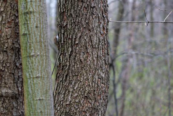 Pełzacz ogrodowy (Certhia brachydactyla) szukając pożywienia (np. larw) wchodzi na drzewo idąc śladem sprężyny... w górę i bok  