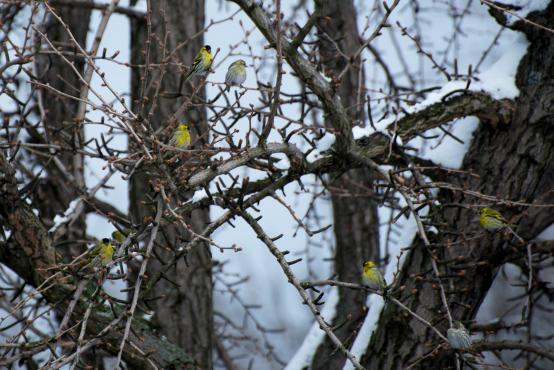 Stado żółto oliwkowo czarnych ptaszków grzecznie czekających na miejsce przy karmniku, czyże zwyczajne, czyżyki (Spinus spinus)
