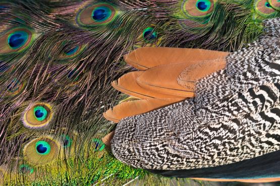 Pióra pawia indyjskiego (Pavo cristatus) im są bardziej barwne i jaskrawe tym właściciel ma większe szanse reprodukcyjne, fotografia wykonana w Zagrodzie Żubrów w Pszczynie