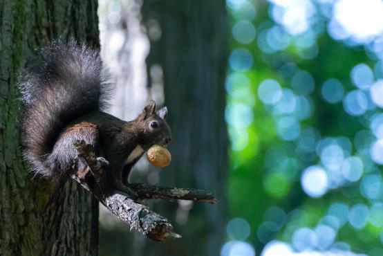 Nie każdy orzech trafia na zimowy stół, wiewiórki (Sciurinae) często zapominają gdzie je schowały przez co sadzą wiele drzew