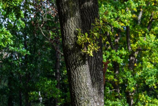 Ruda wiewiórka pospolita (Sciurus vulgaris) jest coraz rzadszym widokiem w lesie 