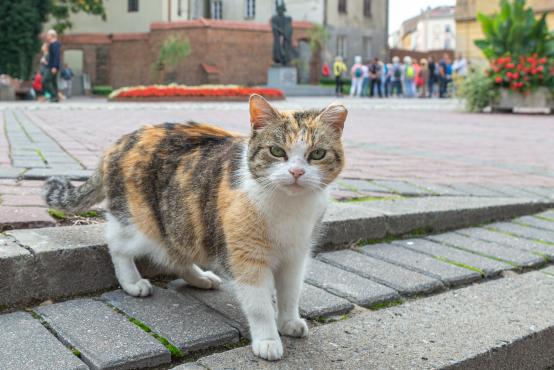 Trójkolorowy (calico, szylkret z białym) miejski przyjazny kotek (Felis catus, Felis silvestris catus) 