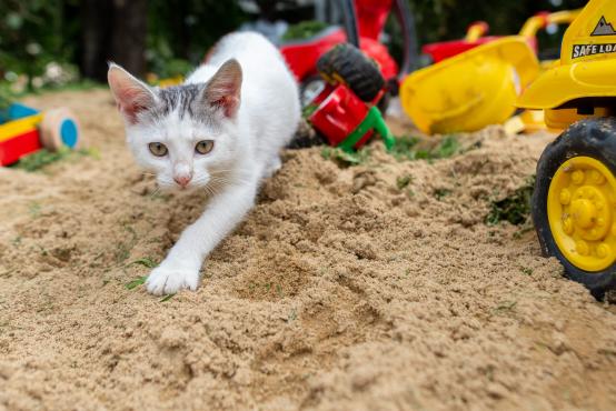 Młody kot bawiący się na placu budowy (Felis catus, Felis silvestris catus) 