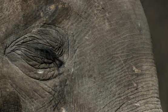 Badania niemieckich naukowców dowodzą że trąba słonia z dużym prawdopodobieństwem jest najwrażliwszą częścią ciała w świecie zwierząt, doliczyli się w niej 40 tysięcy mięśni czyli ponad 66 razy więcej niż w ciele całego człowieka, fotografia wykonana w Ogrodzie Zoologicznym we Wrocławiu