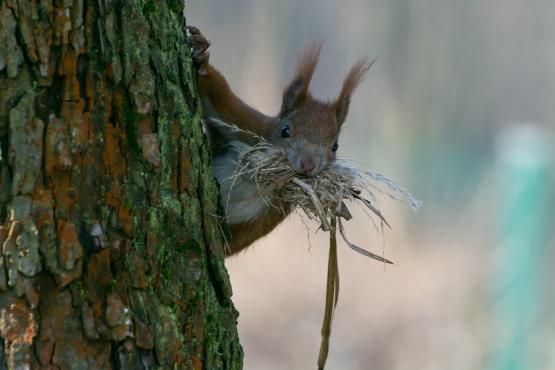 Wiewiórka pospolita (Sciurus vulgaris) niosąca sianko do dziupli, czasami też przejmują ptasie gniazda
