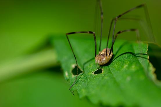 Pajęczak Kosarz pospolity (Phalangium opilio), od pająków między innymi odróżnia go jedna para oczu i to że nie wytwarza pajęczyny 
