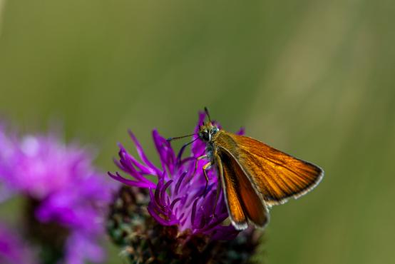 Karłątek leśny, karłątek ceglasty (Thymelicus sylvestris) jest motylem osiadłym, w ciągu dnia nie pokonuje odległości większej niż 300 metrów