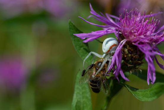 Pająk kwietnik (Misumena vatia) posilający się pszczołą