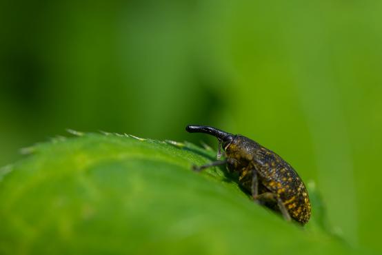 Smolik sosnowiec (Pissodes pini) , chrząszcz z rodziny ryjkowców, ryjkowcowate, słoniki (Curculionidae)