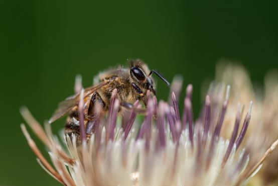 Pszczoła (Apis) zbierająca pyłek, żebyśmy przynieśli do domu kilogram miodu pszczoły muszą odwiedzić 4 miliony kwiatów
