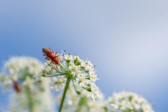 Barszcz zwyczajny (Heracleum sphondylium) gości dwa czerwone chrząszcze