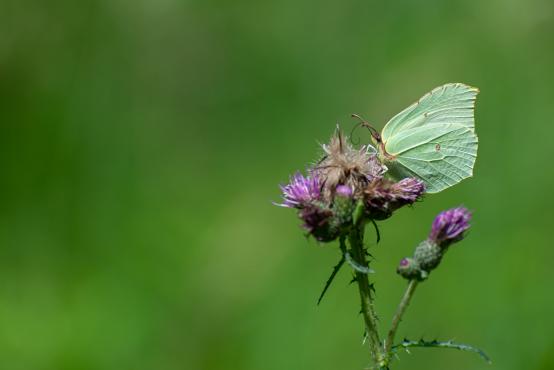 Motyl Latolistek cytrynek, listkowiec cytrynek (Gonepteryx rhamni), dla zaoszczędzenia energii potrafi kilkukrotnie zapaść w letarg