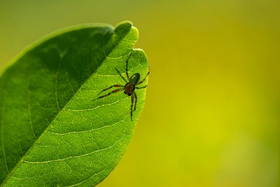 Pająk krzyżak zielony (Araniella cucurbitina) samiec, samice posiadają większe odwłoki