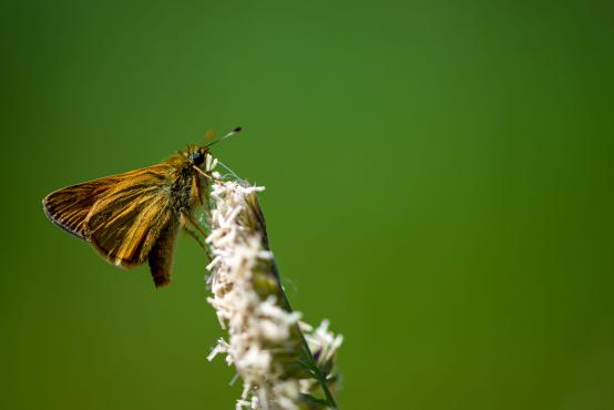 Motyl z rodziny karłątkowatych, powszelatkowate, warcabnikowate (Hesperiidae), ich cechą charakterystyczną są małe trójkątne skrzydła