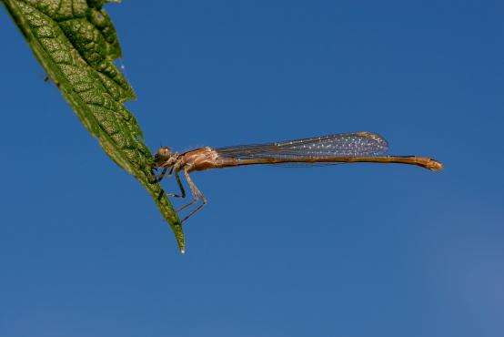 Ważka (Odonata), straszka pospolita, zimówka rudawa (Sympecma fusca), w czasach prehistorycznych rozpiętość ich skrzydeł sięgała  80 centymetrów