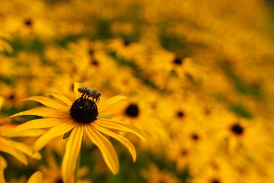 Pszczoła (Apis) zbierająca pyłek z kwiatów rudbekii (Rudbeckia L.), sposób wytwarzania miodu nie zmienił się od 150 milionów lat