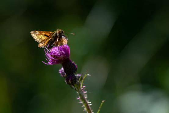 Motyl z rodziny karłątkowatych, powszelatkowate, warcabnikowate (Hesperiidae), w Polsce występuje ich 17 gatunków