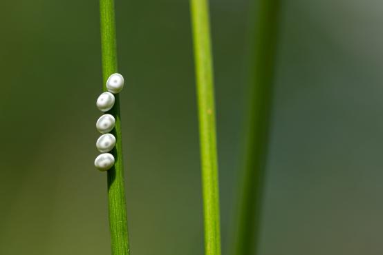 Jaja owadów przymocowane do źdźbła trawy