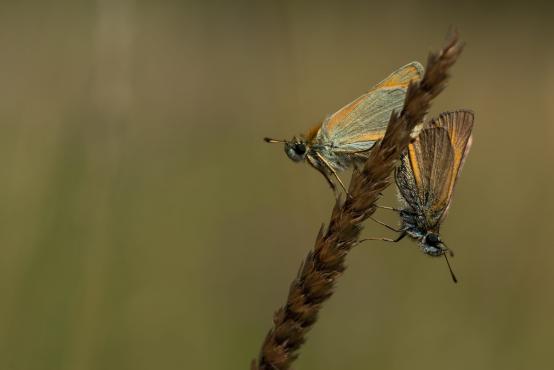 Motyle z rodziny karłątkowatych, powszelatkowate, warcabnikowate (Hesperiidae) starające się o potomstwo