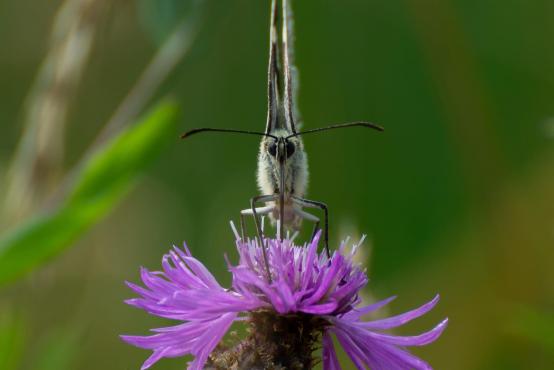 Motyl polowiec szachownica (Melanargia galathea syn. Agapetes galathea) pijący nektar 