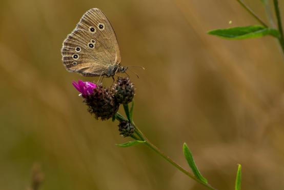 Motyl przestrojnik trawnik (Aphantopus hyperantus), jego larwy żerują na trawach stąd nazwa