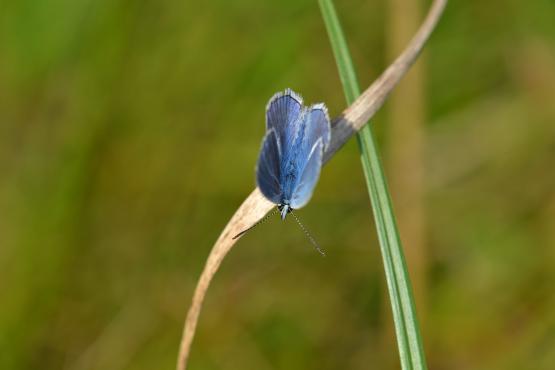 Modraszek ikar (Polyommatus icarus, Lycaenidae), samiec odpoczywający na źdźble trawy