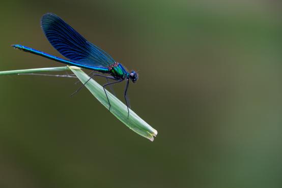 Ważka równoskrzydła, świtezianka błyszcząca, świtezianka lśniąca (Calopteryx splendens), samiec