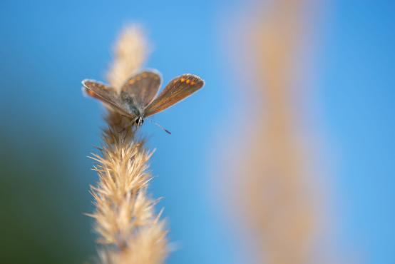 Motyl modraszek iglicznik agestis (Aricia agestis), pokarmem dla gąsienicy są  liście i kwiaty iglicy pospolitej oraz niektóre gatunki bodziszka