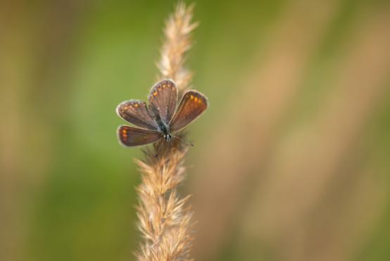 Motyl modraszek iglicznik agestis (Aricia agestis), dorosłe osobniki żywią się nektarem kwiatowym