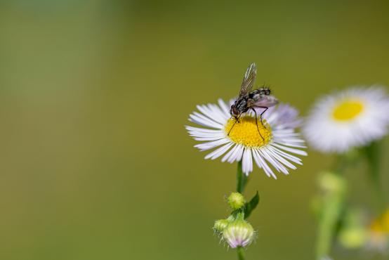 Mucha na przymiotnie białym, zimotrwał zwyczajny (Erigeron annuus (L.) Pers)