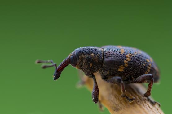 Smolik sosnowiec (Pissodes pini), chrząszcz z rodziny ryjkowców, ryjkowcowate, słoniki (Curculionidae), opisano ponad 62 tysiące gatunków