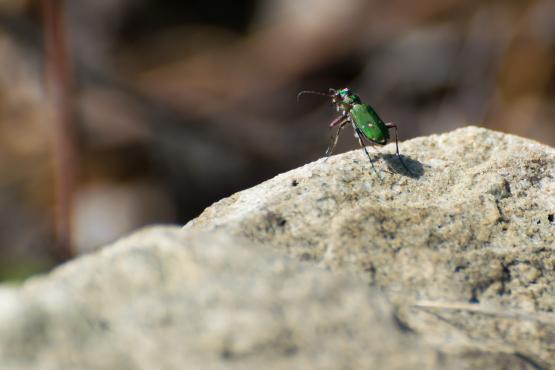 Chrząszcz trzyszcz polny (Cicindela campestris), jeden z najszybszych chrząszczy jego prędkość dochodzi do 9 km/h