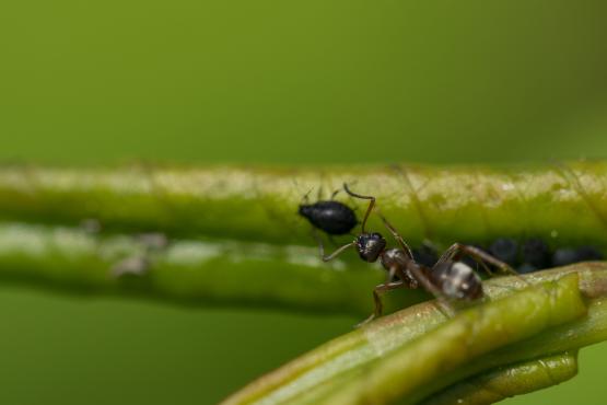 Mrówka (Formicidae) i jej farma mszycowatych (Aphididae)