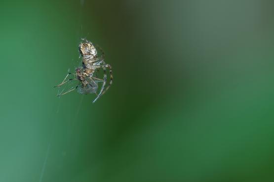 Pająk do ciała ofiary wprowadzona enzym, który ją wstępnie trawi, następnie pająk wypija soczek z chitynowego kubeczka 