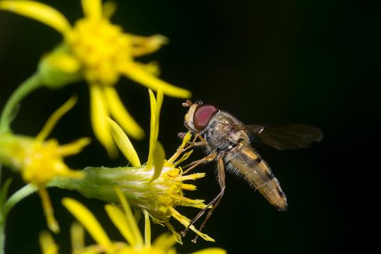 Bzyg (Syrphidae) zapylający kwiat starzec Fuchsa (Senecio ovatus)