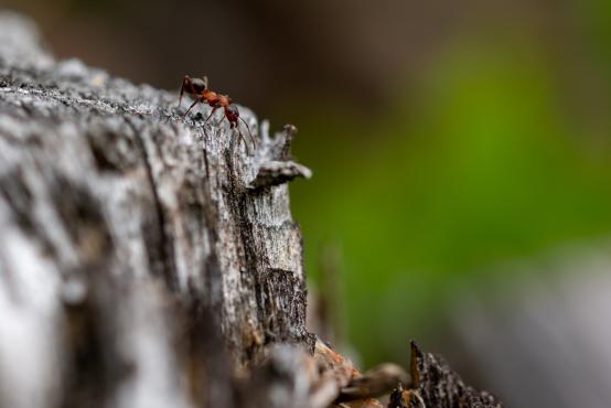 Mrówka rudnica (Formica rufa), w ciągu jednego lata mieszkańcy jednego mrowiska zabiją około 50 tysięcy larw owadów