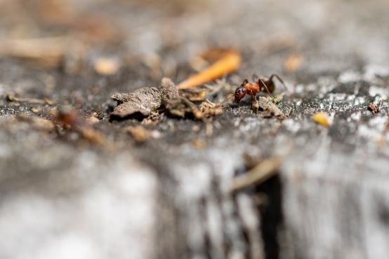 Mrówka rudnica (Formica rufa), często przepędzają lub zabijają królową pierwomrówki łagodnej (Formica fusca) przejmując jej gniazdo