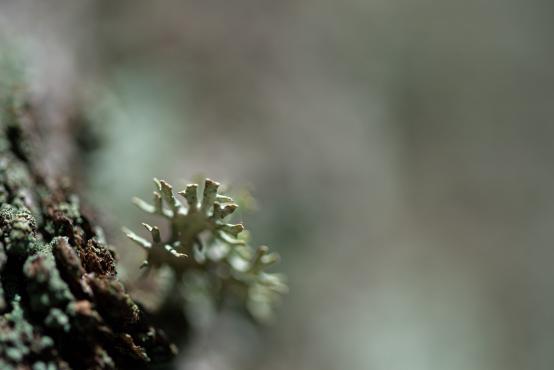 Mąklik otrębiasty (Pseudevernia furfuracea (L.) Zopf), grzyb z rodziny tarczownicowatych (Parmeliaceae)