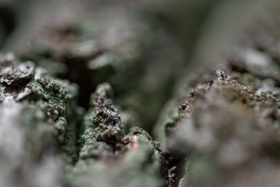 Porosty, grzyby zlichenizowane (Lichenes, leichena)