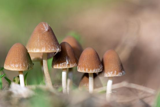 Leśna rodzinka grzybów