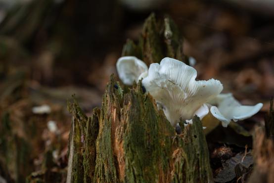 Biały grzyb z blaszkami rosnący na próchniejącym pniu 