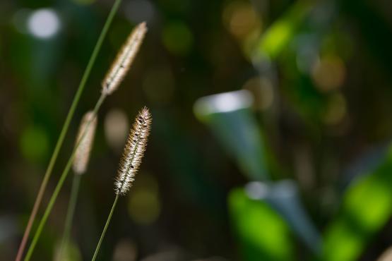 Turzyca zwisła (Carex pendula)