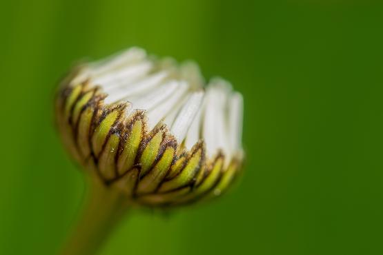 Jastrun właściwy (Leucanthemum vulgare)
